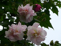 芙蓉花