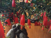 灯笼花