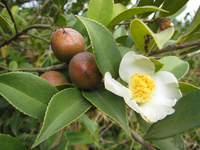 油茶