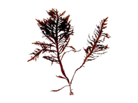 鸡毛菜