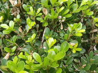 黄杨木