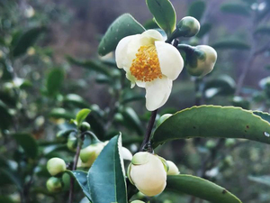 茶花