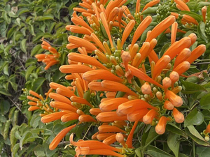 炮仗花