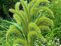 狗尾草
