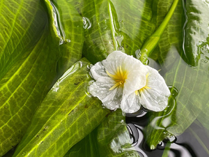 海菜