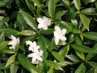 狗牙花
