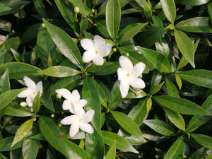 狗牙花