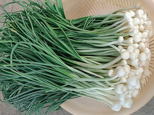 野葱