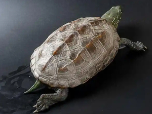 乌龟