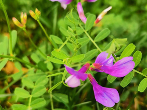 野豌豆