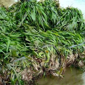 苦草