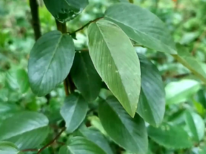 铁包金