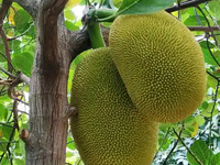 木菠萝