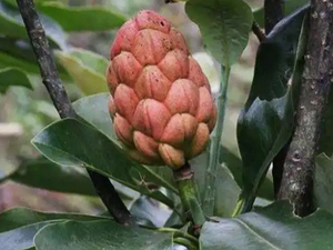 木莲