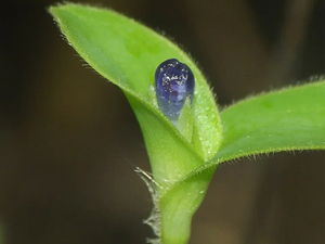 竹叶菜