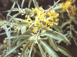 沙枣花