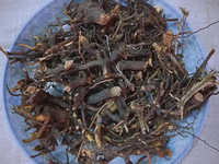 三月泡