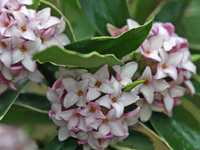 瑞香花