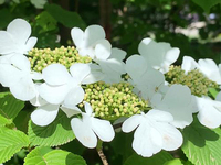蝴蝶树