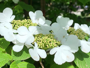 蝴蝶树