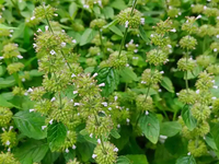 风轮菜