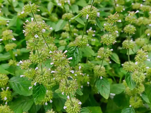 风轮菜