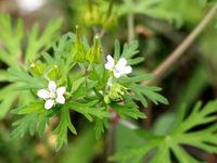 老鹤草