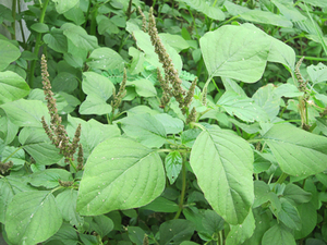 野苋菜