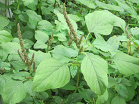 野苋菜