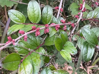 马桑