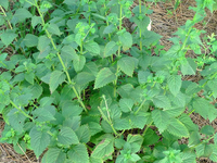 香茶菜