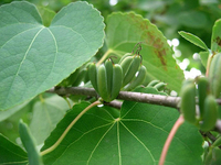 连香树