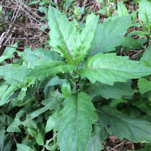 白子菜