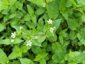 鹅肠草
