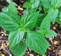 狗肝菜