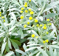 香菊