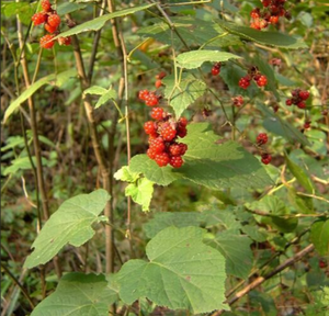 高粱泡