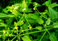 茜草根