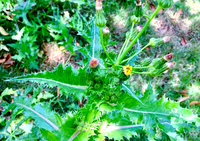 滇苦菜