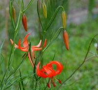 山丹花