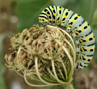 茴香虫