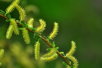 柳花
