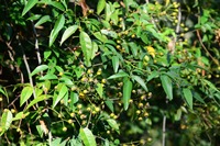 小果蔷薇