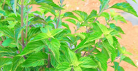 虎尾草