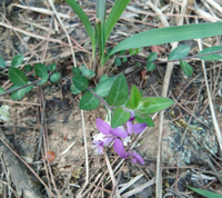 小丁香