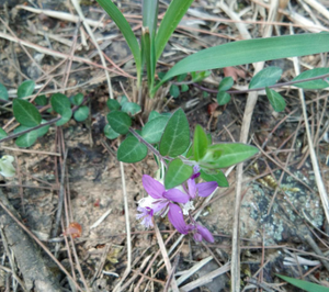 小丁香