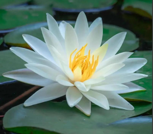 睡莲花