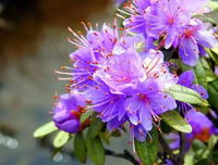 紫花杜鹃