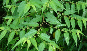 虱子草