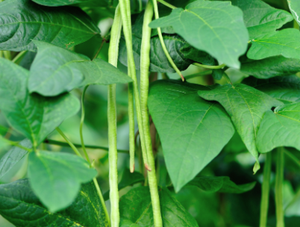 豇豆叶